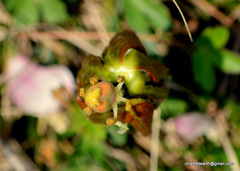 Podophyllum hexandrum