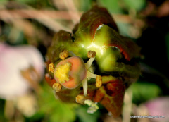 Podophyllum hexandrum