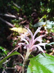 Achyrospermum fruticosum