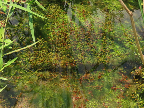 Rotala rotundifolia