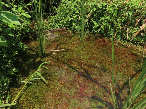 Rotala rotundifolia