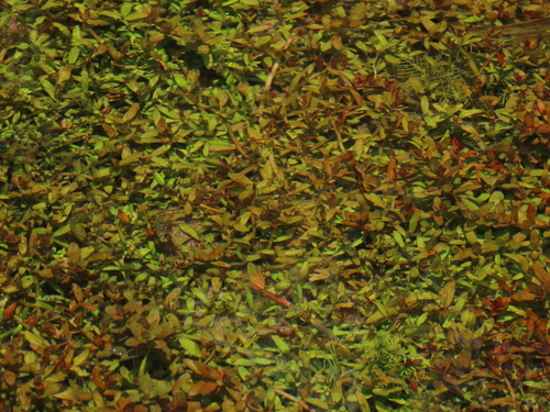 Rotala rotundifolia iNat (3)