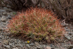 Maihueniopsis