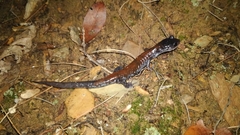 Plethodon yonahlossee