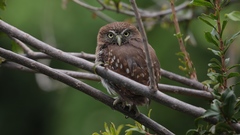 Glaucidium brasilianum