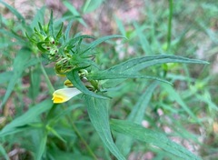 Melampyrum pratense