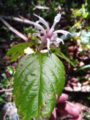Achyrospermum fruticosum