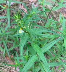 Melampyrum pratense