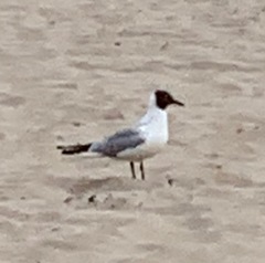 Chroicocephalus ridibundus