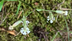 Silene nutans