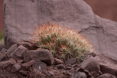 Maihueniopsis
