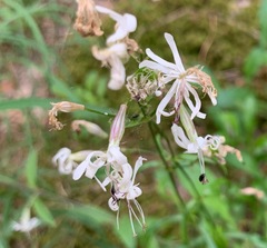 Silene nutans