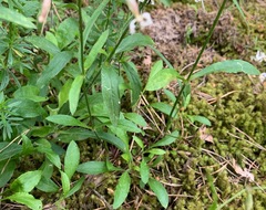 Silene nutans