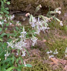Silene nutans