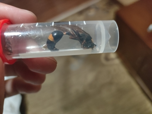 Oreumenes decoratus