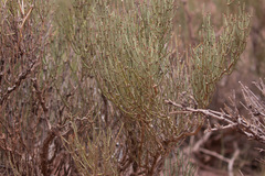 Ephedra breana