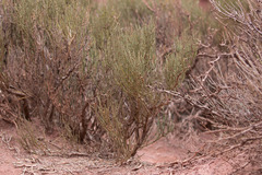 Ephedra breana