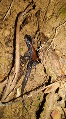 Plethodon yonahlossee