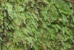 Hymenodon pilifer