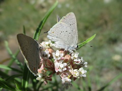 Satyrium sylvinus dryope