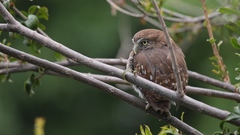 Glaucidium brasilianum