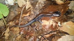 Plethodon yonahlossee