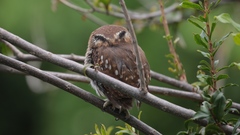 Glaucidium brasilianum