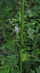 Commicarpus chinensis