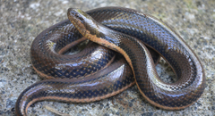 Kerala Mud Snake photo 2