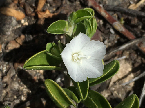 Jacquemontia sandwicensis