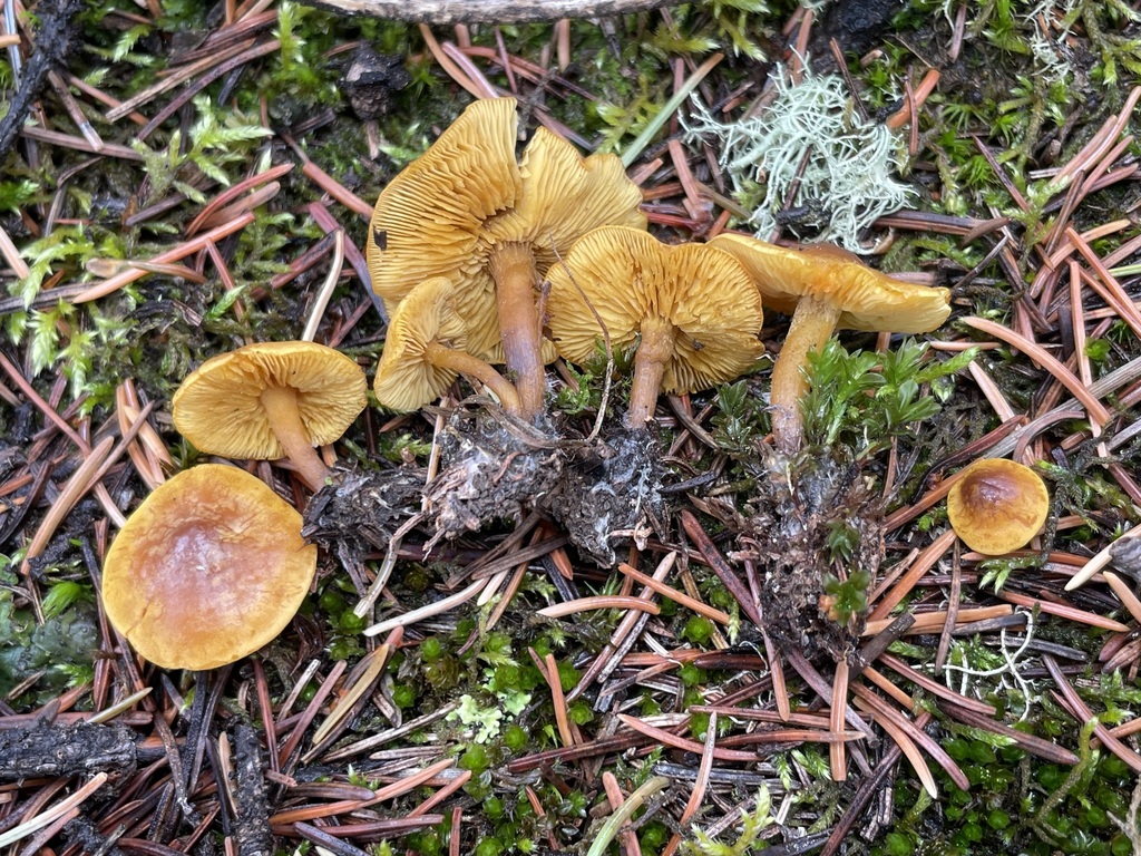 Calocybe sp. 'CO02'