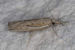Fissicrambus quadrinotellus