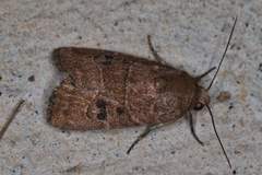 Elaphria fuscimacula