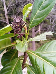Gaertnera obovata sphaerocarpa