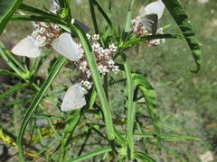 Satyrium sylvinus dryope