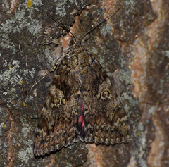 Catocala sponsa