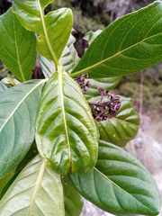Gaertnera obovata sphaerocarpa