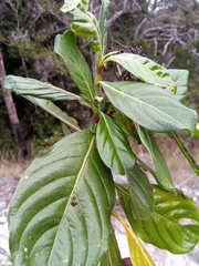 Gaertnera obovata sphaerocarpa