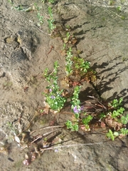 Lythrum ovalifolium