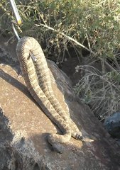 Crotalus stephensi