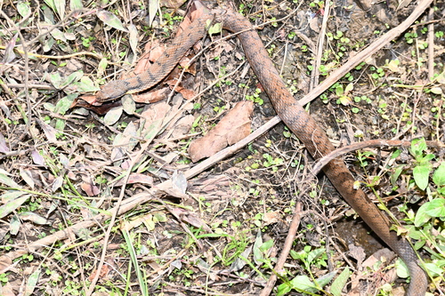 Sarasin’s Keelback