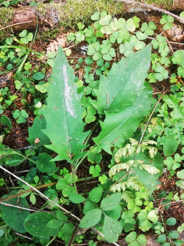 Image of Hieracium sylvularum by (c) Anastasia Titovets, some rights reserved (CC BY)