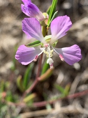 Clarkia delicata
