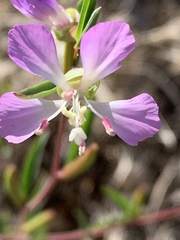 Clarkia delicata