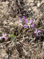 Clarkia delicata