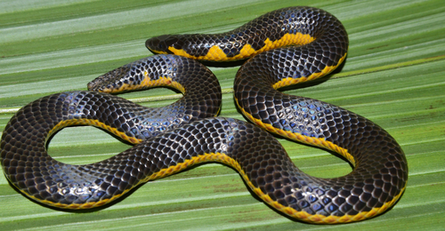 Red-lined Earth Snake