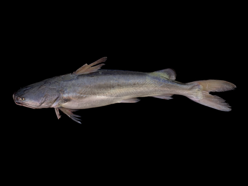 Strange Fishes from the Deep: Gillbacker Sea Catfish and More