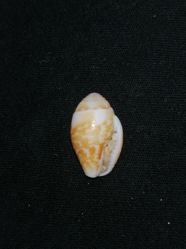 Pyrene punctata observed 2024-08-06