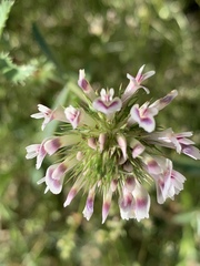 Trifolium obtusiflorum