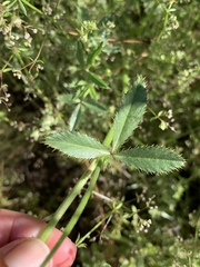 Trifolium obtusiflorum